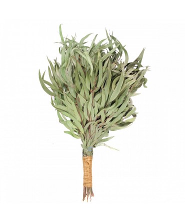 Maturica sauna eucalipt | Spa Supplies